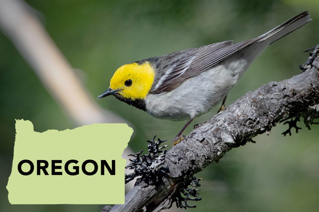 A yellow headed bird with a black throat and gray body stands on a branch.