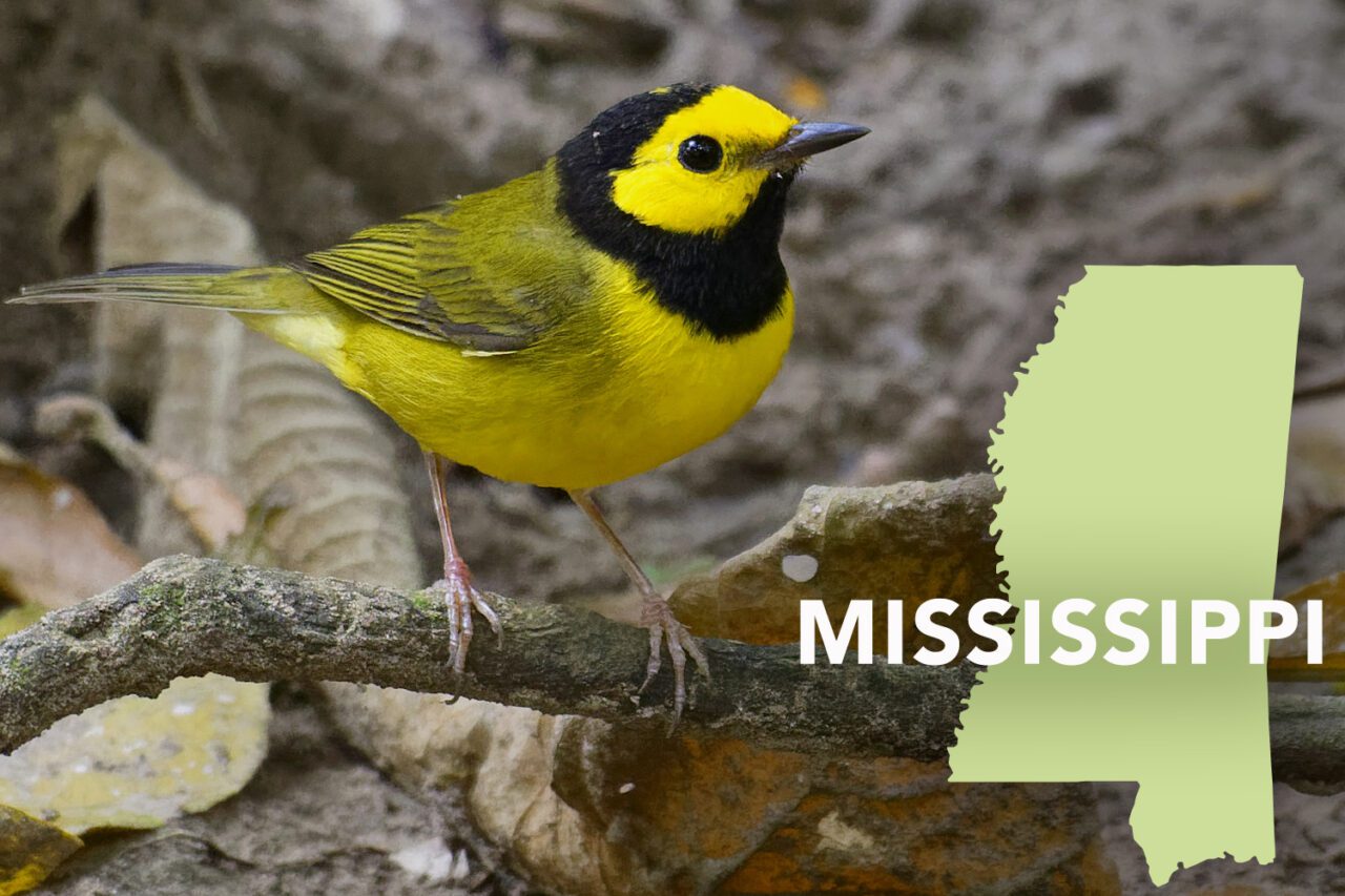 A Yellow bird with a greenish back and black "hood," markings on top of head down to throat and chin, perching on a branch.