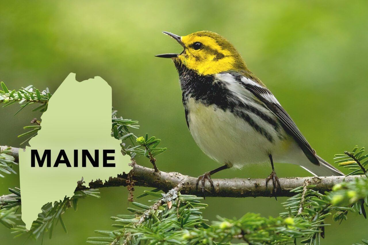 A bird with a black and white striped body, a yellow head with gray/green face markings, sings on a branch.