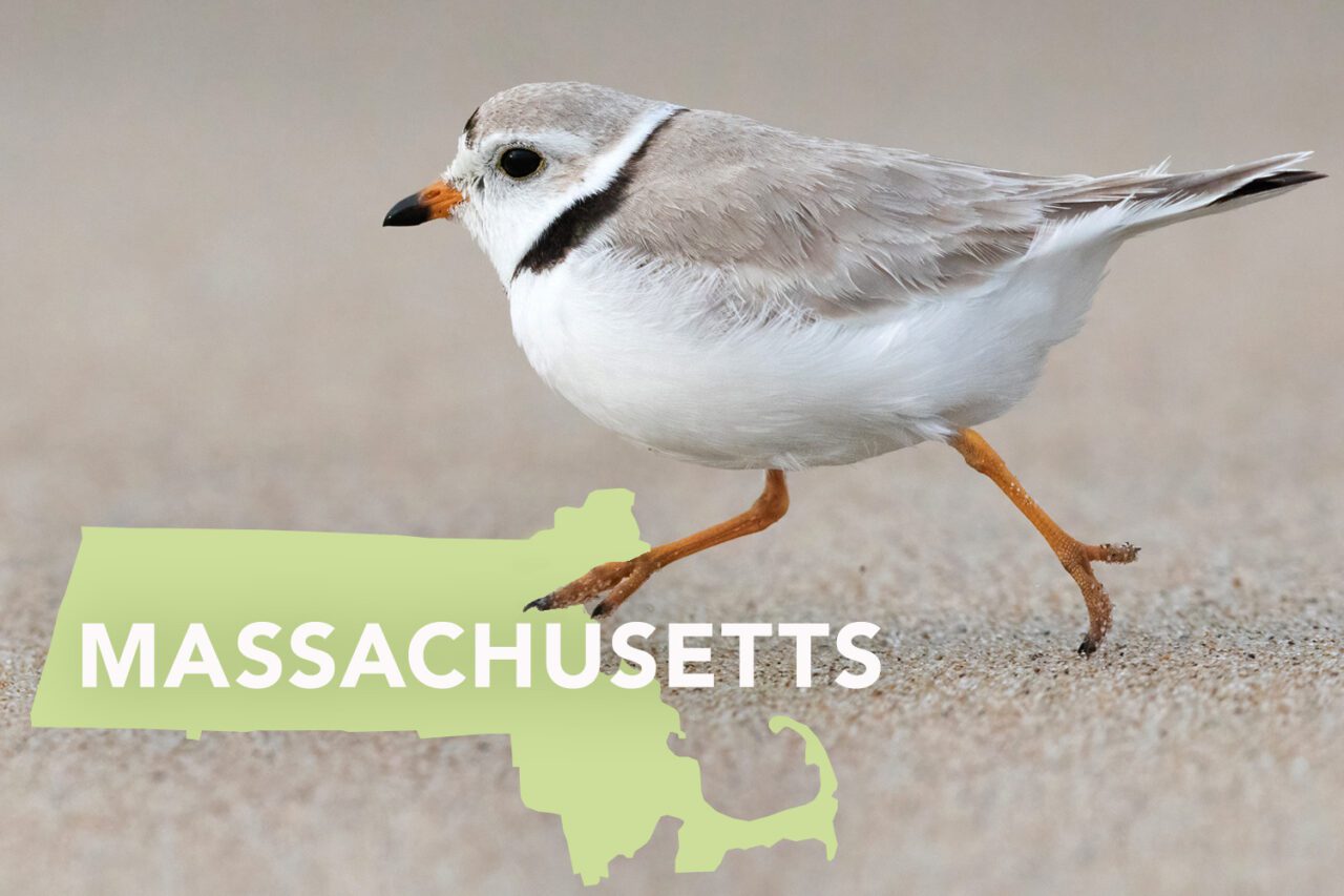 A bird with a white stomach and neck, beige back and head, black stripe on neck, orange legs and bill, with a black tip on the bill.