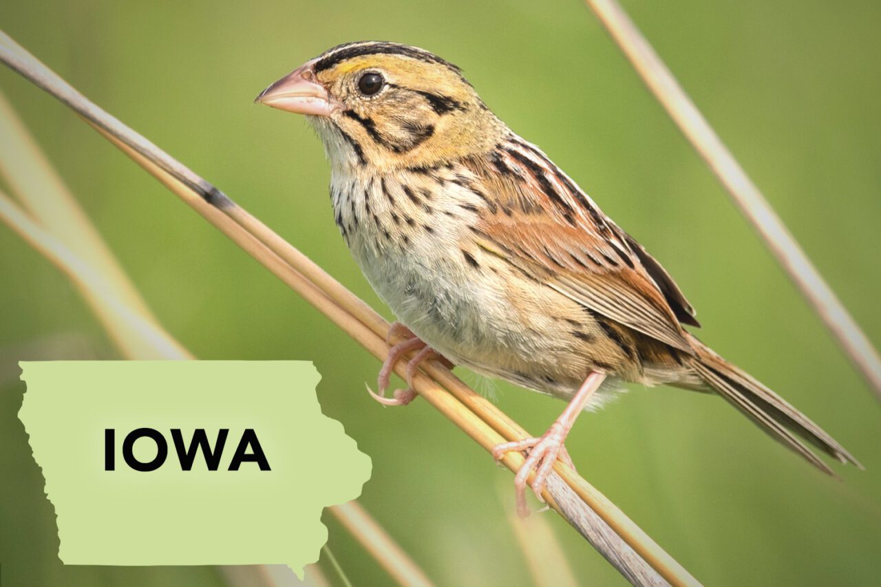 A mostly brown and beige streaked bird, with tones of yellow and russet, perches on a reed.