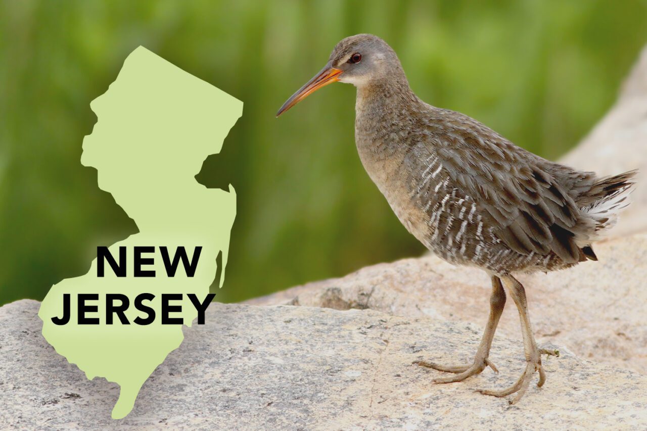 A brown/gray bird with a long, orange bill and long legs, walks on a rock.