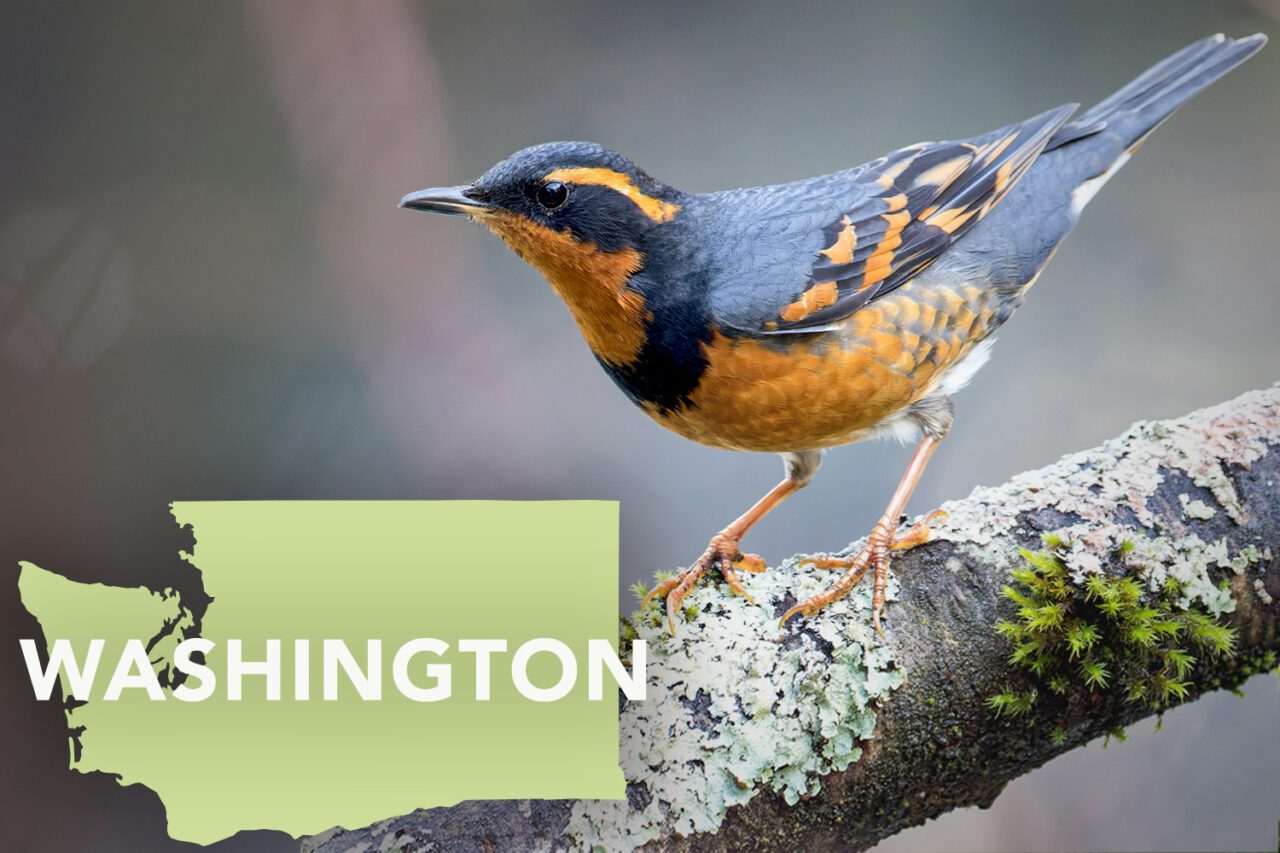 A black and orange bird perched on a lichen-covered branch.