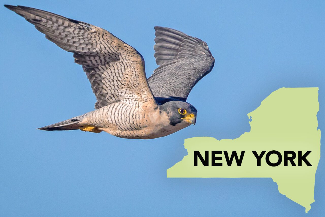 A gray bird with brown-and-white speckled underside and yellow feet, eyering, and base of sharp bill, flying with a blue sky.