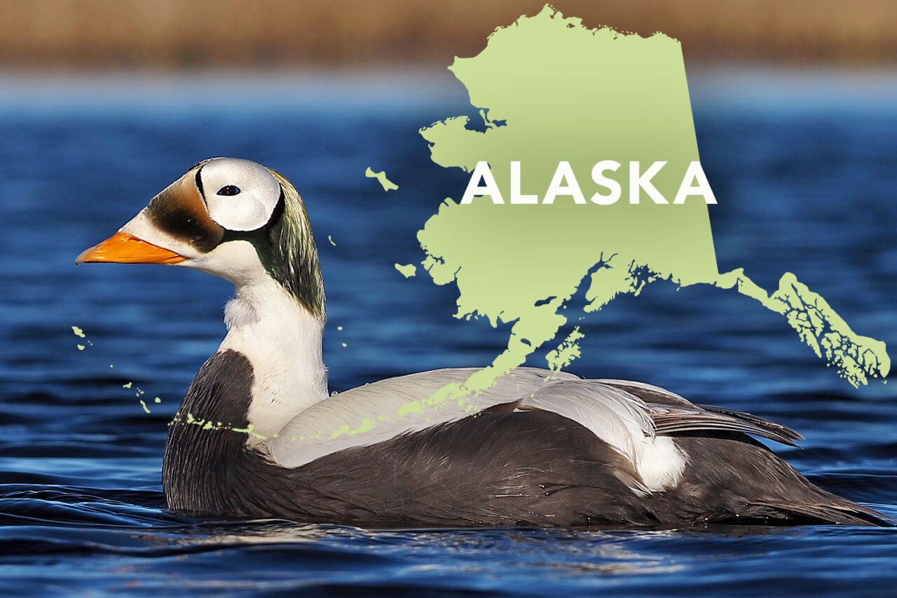 Black and white duck in the water with unusual looking head--orange bill, large white circle over the eye, brownish patch in front of eye, greenish back of head and upper neck.