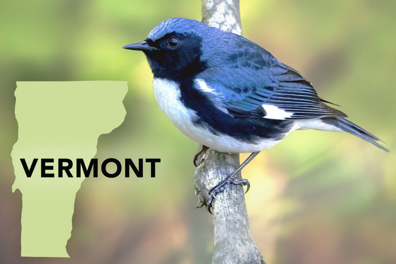 BLue-backed little bird with a black face and white belly, perches on a branch.