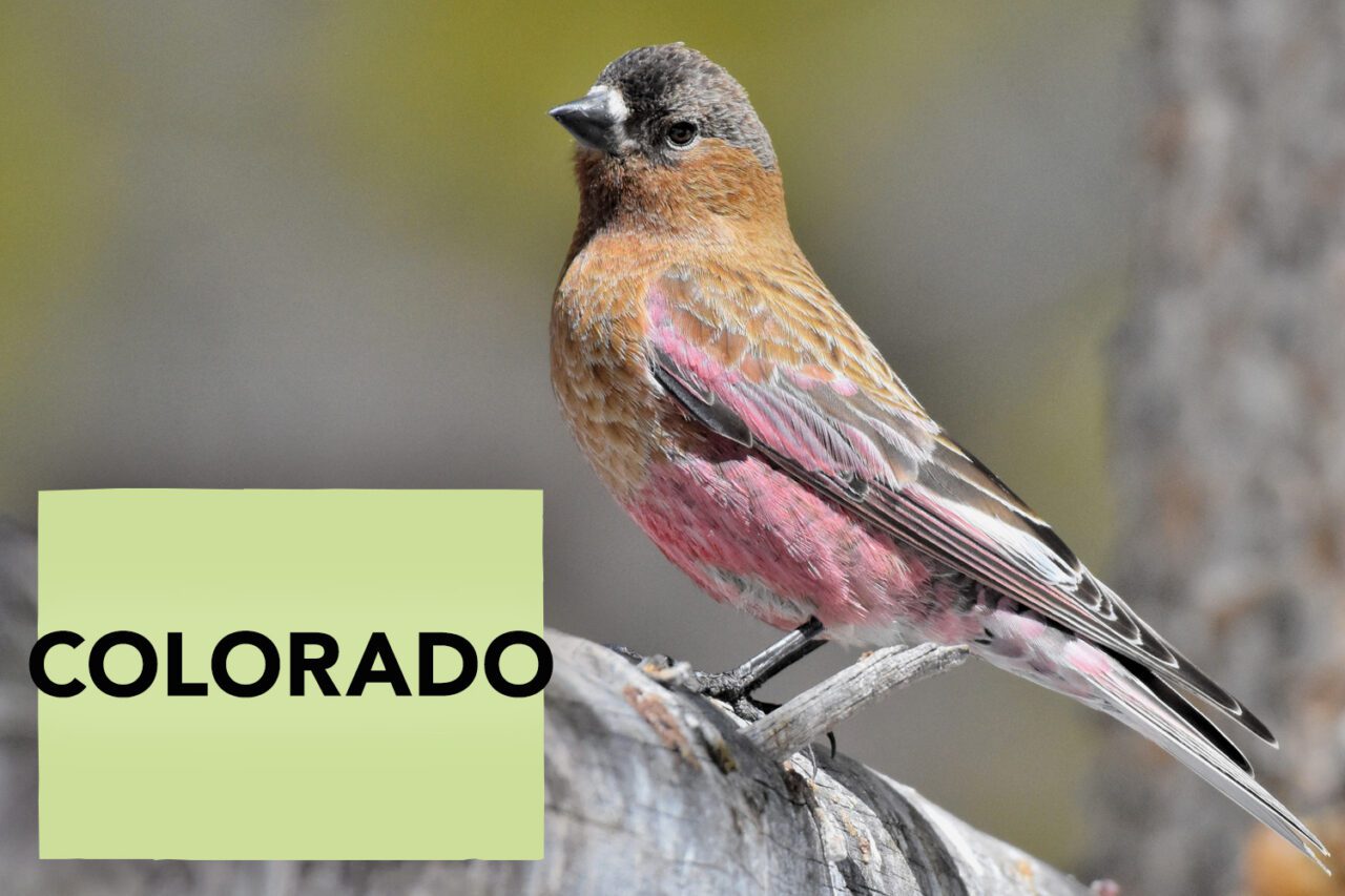 Bird perched on a branch with a dark brown cap, brown body, brown and white tail, pink abdomen and pink in wings and tail.