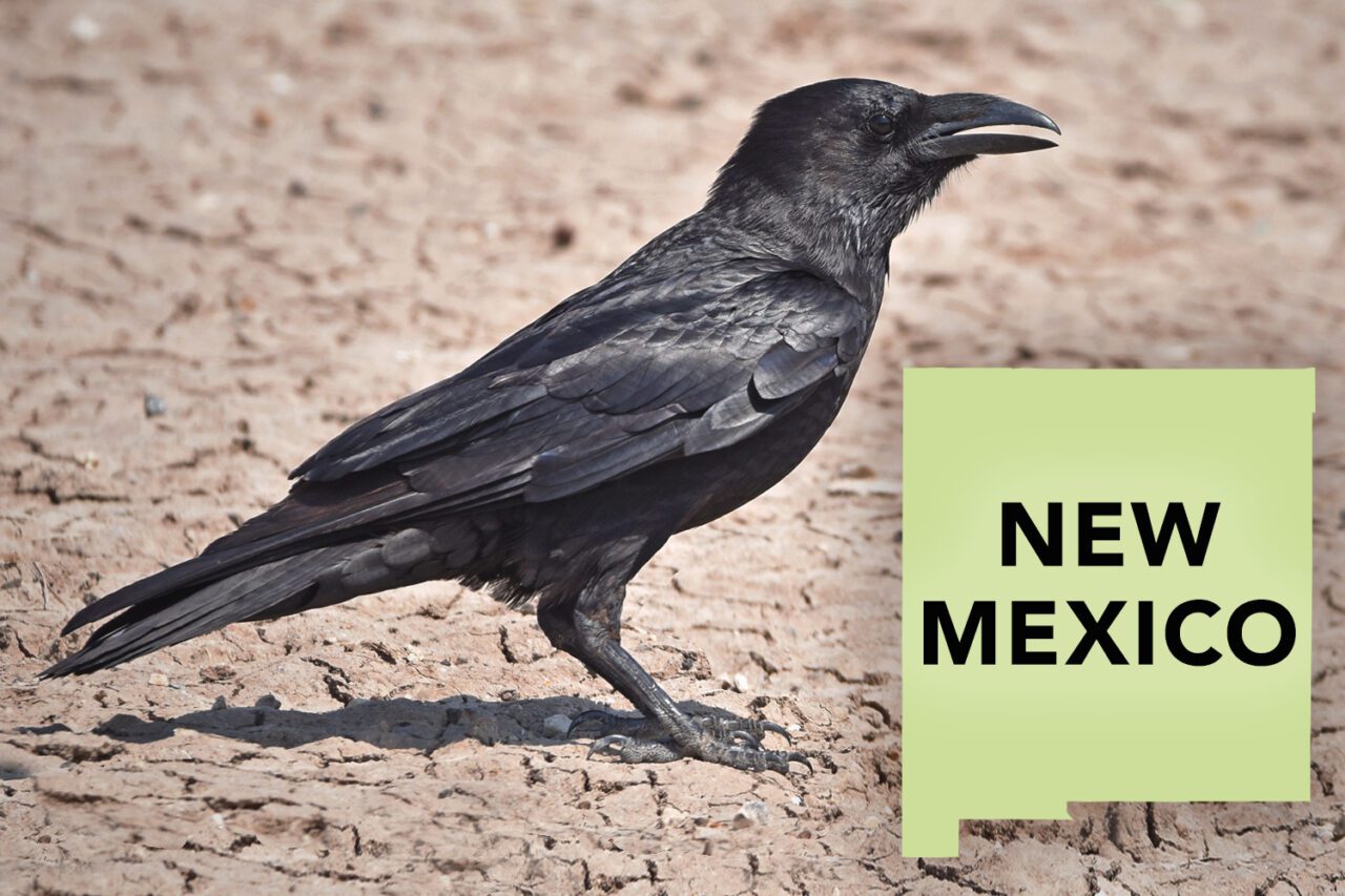 Black bird with large slightly hooked bill stands on a dry, muddy cracked ground.