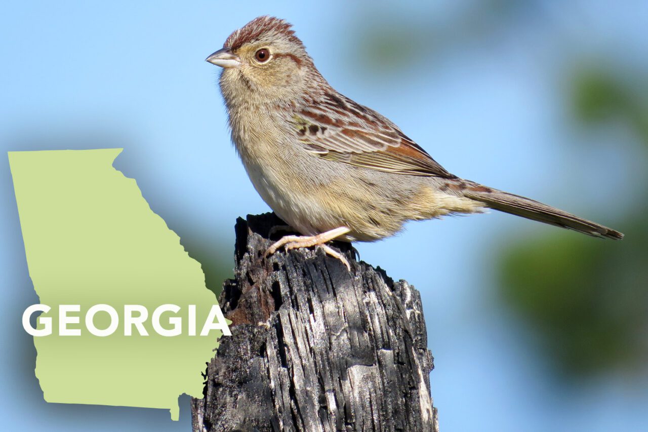 Reddish-brown and gray little bird with small, conical bill, streaky wings, gray stomach, brownish eye stripe, touches of yellow, perched on a log.