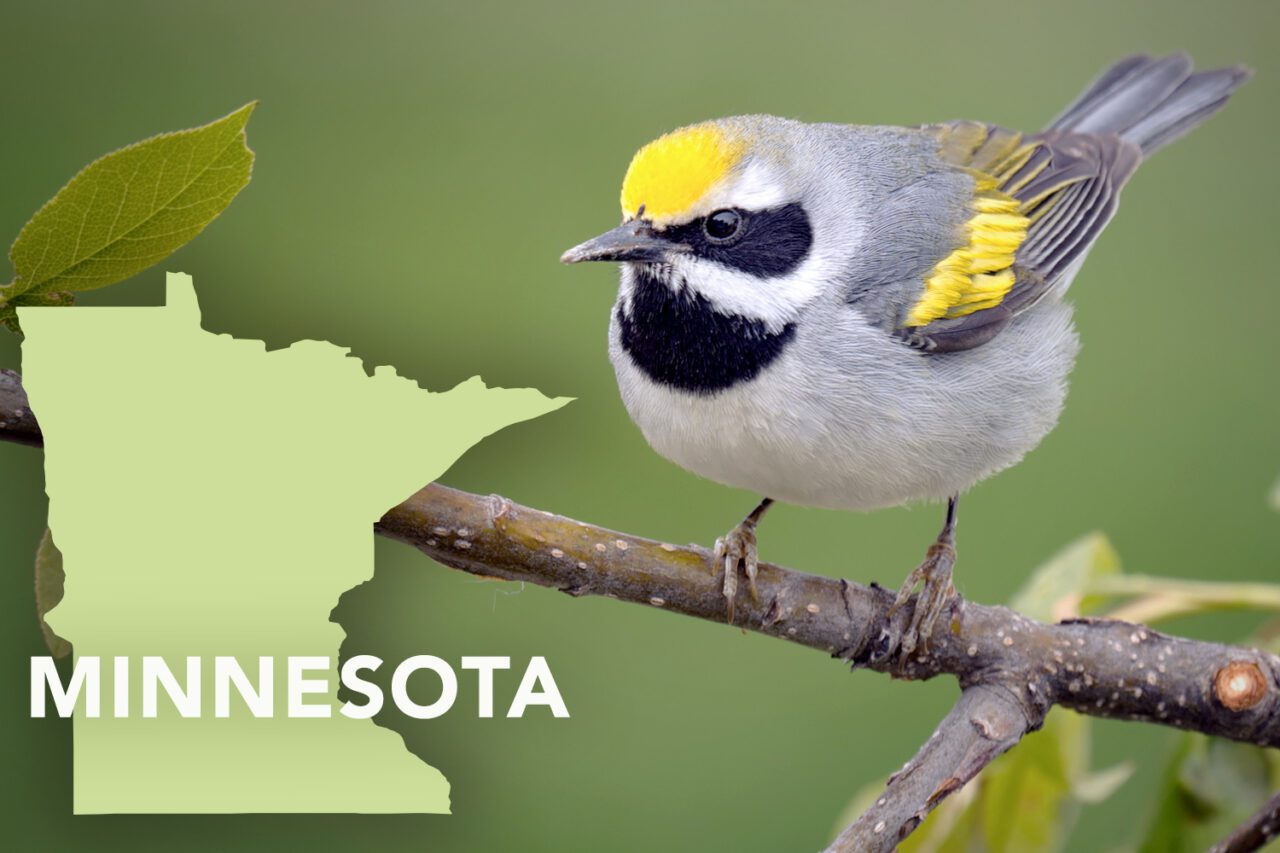 Gray body with black throat and eye area, yellow cap, yellow patch on wing, pointy, smallish bill, perched on a branch.