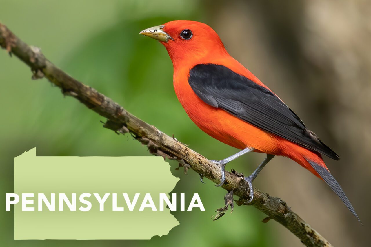 Bright red bird with black wings and conical, yellowish bill, perches on a branch.