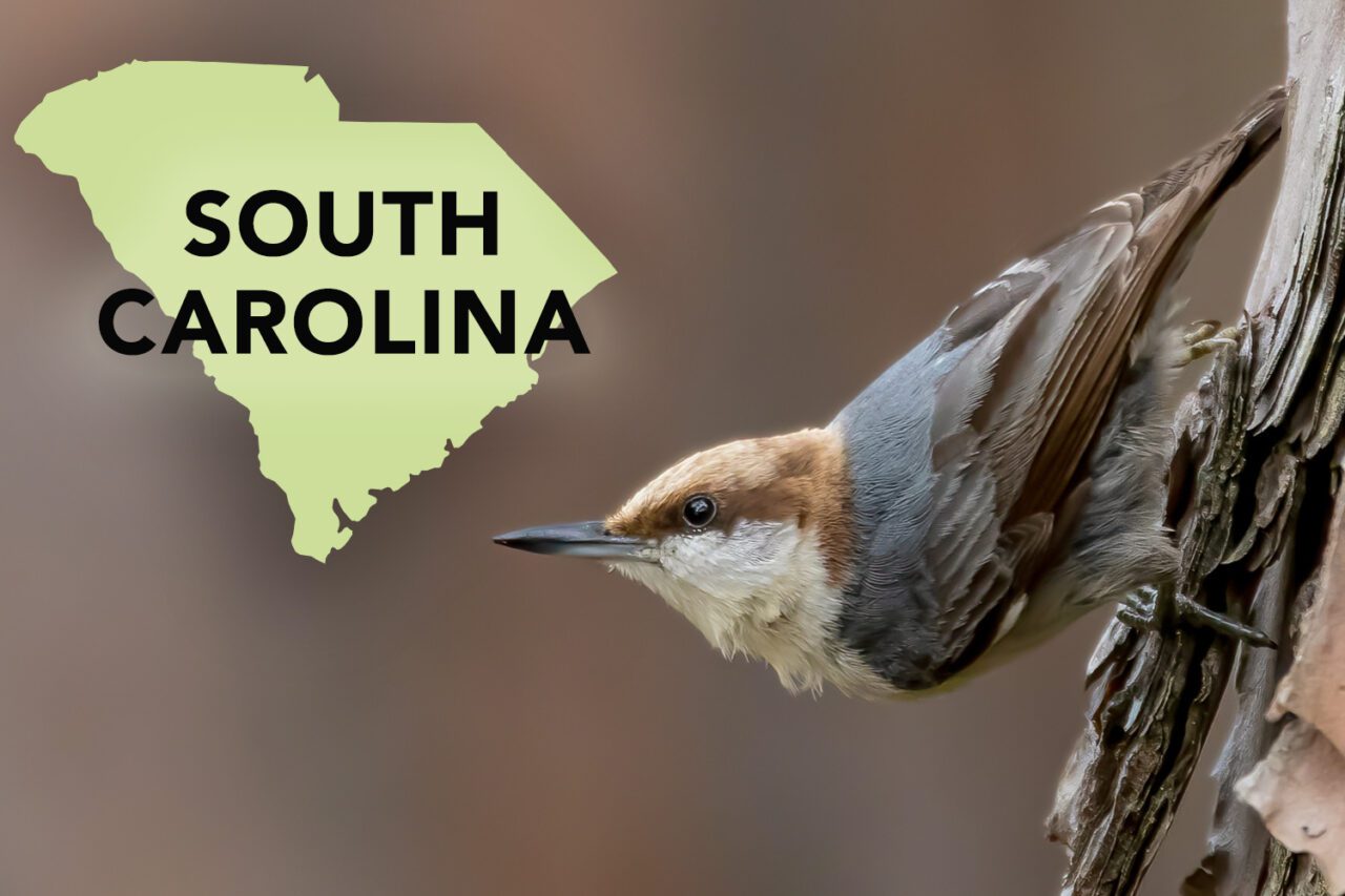 Gray (back), brown (head and neck and wings), and white (throat and underside) bird, with black/gray longish bill, upside down on tree bark.