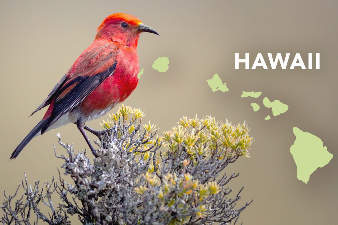 Bright red bird with thin, longish, hooked, black bill, black on wings and tail, perches on a bush.