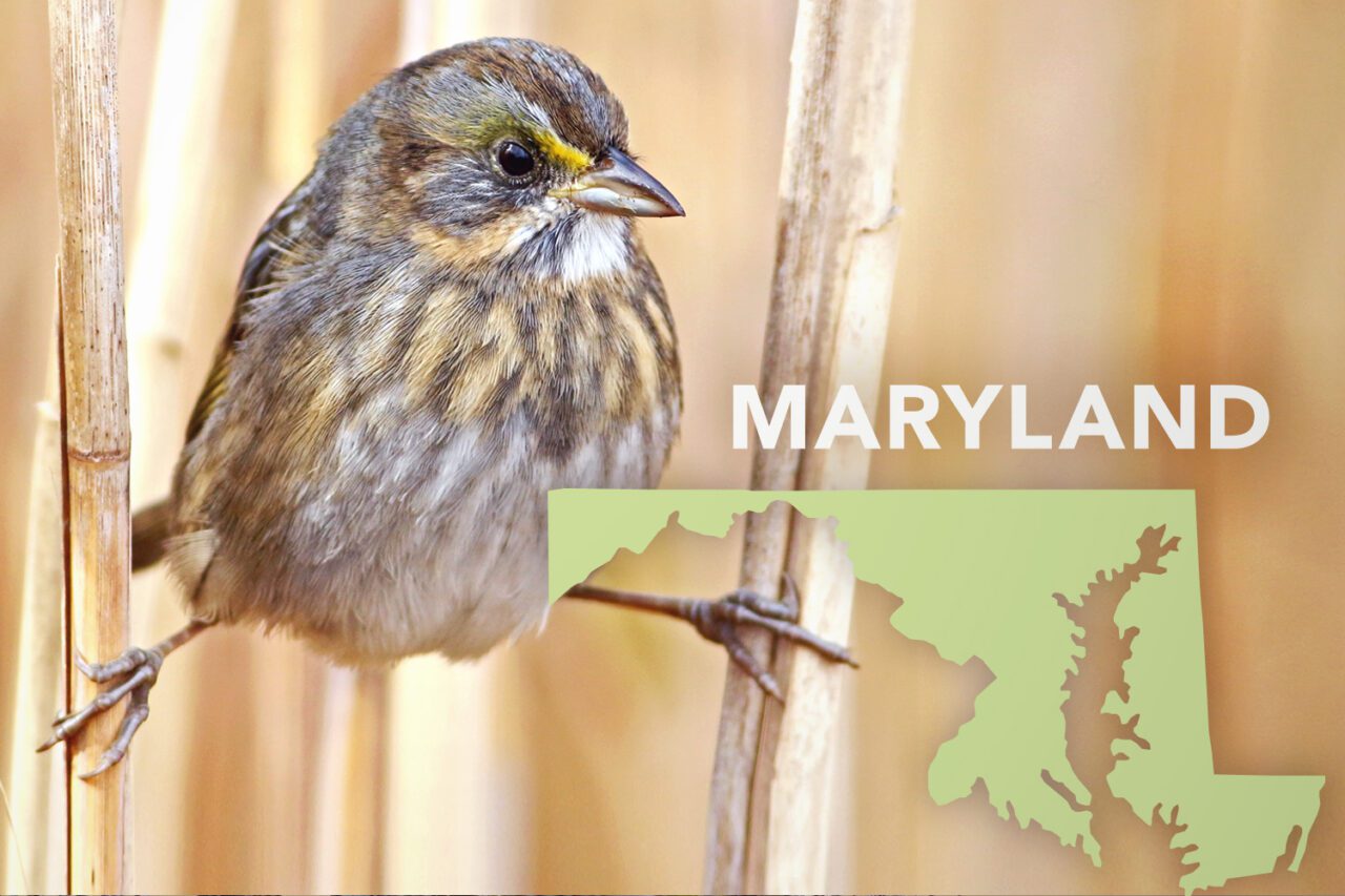 Brown and white streaky bird with yellow patch just behind bill and around top of eye with orangish tint on chest, perches on two reeds.