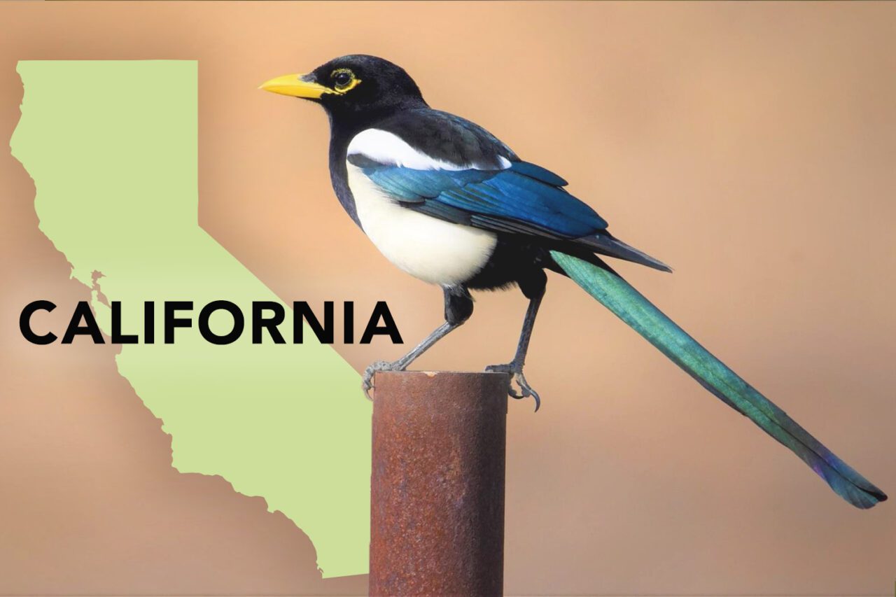 Black and white bird with iridescent blue-green on long tail and wings, yellow big bill with yellow around eyes.