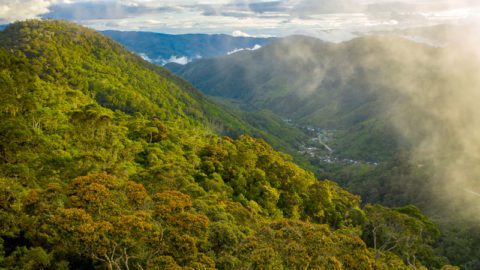 PNG forest, aerial shot by Tim Laman