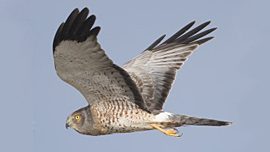 Adult male Northern Harrier, Moss Landing, CA, October. Photo by Brian L. Sullivan.