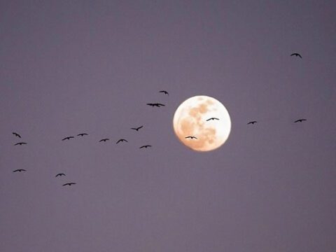 Birds fly across the moon against a purple sky.