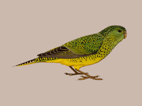 Illustration of Night Parrot