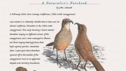 california thrasher featured in john schmitt