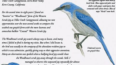 western scrub jay different forms art by john schmitt