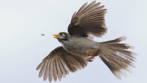 Noisy Miner by Michael Rutkowsk