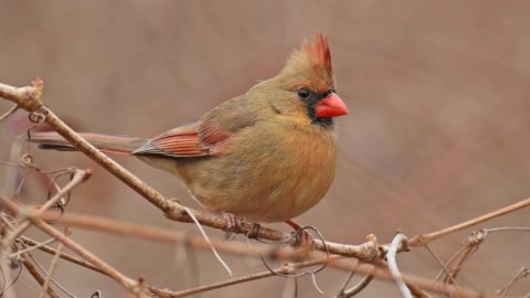 Female Northern Cardinal by Ryan Schain/Macaulay Library