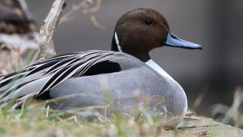 Northern Pintail by Dennis Dirigal/Macaulay Library.