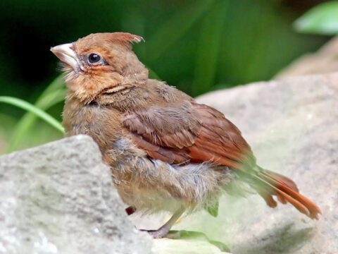 A fledgling Northern Cardinal is vulnerable to unsupervised outdoor pets. Photo by PauerKorde Photo via Birdshare.