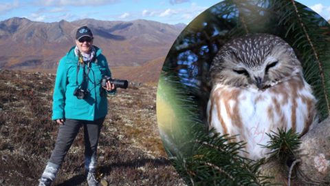 Northern Saw-whet Owl by Dominique Blanc/Macaulay Library