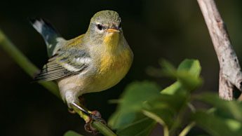 Northern Parula by Ian Davies, photo uploaded on eBird