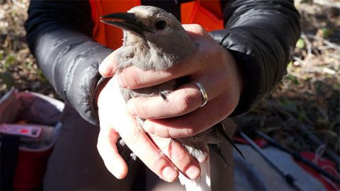 Taza Schaming holds a Clark