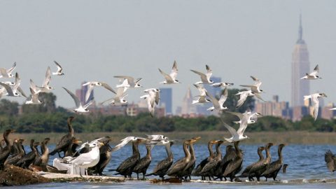 Jamaica Bay National Wildlife Refuge by Don Riepe