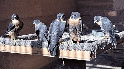 Young Orange-breasted Flacons by Robert Berry