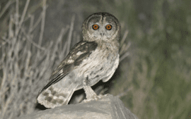 Omani Owl