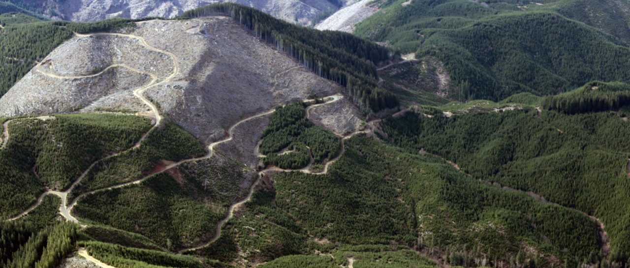 aerial view of a forested landscape with logging roads and clearcut areas