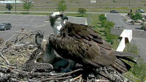 Osprey Nest. Hellgate, Missoula, Montana