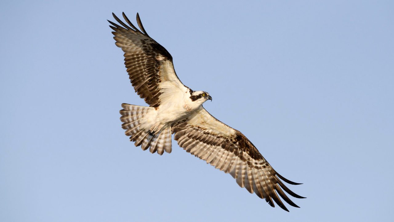 Osprey by Gerrit Vyn.