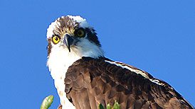 Osprey by Ann Foster