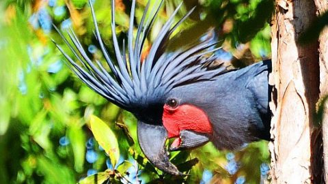 PalmCockatoo, Bamaga, Queensland by Tony Bischoff