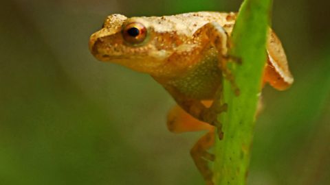 Tracking Climate Change with Citizen Science, spring peeper, bruce bodjack