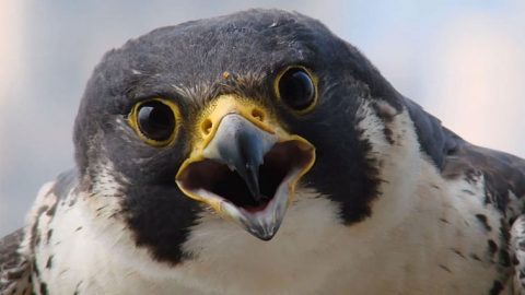 Peregrine Falcon from Darryl McGrath