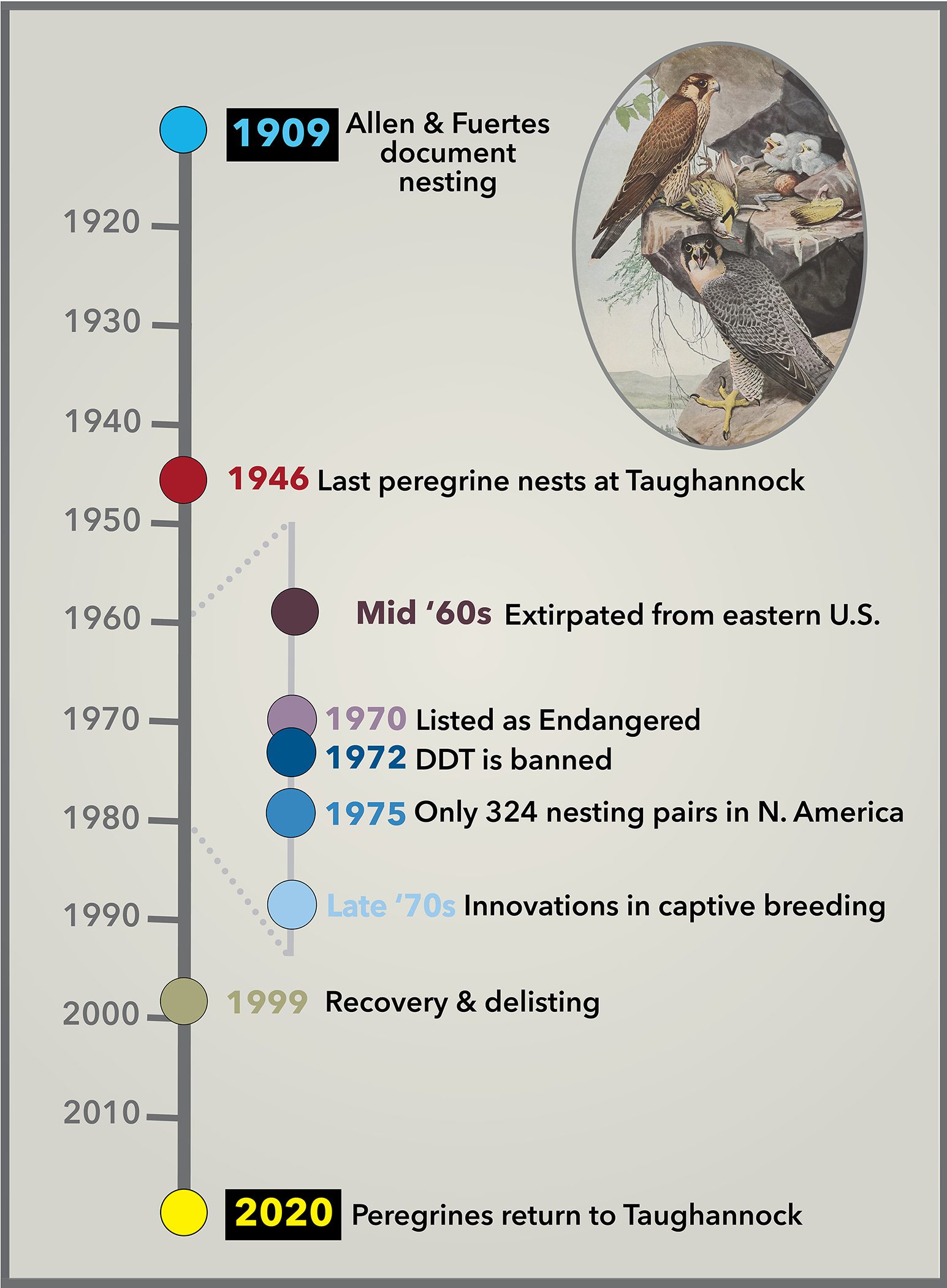 Timeline of peregrine activity in Taughannock Falls and in North America. Peregrine Falcon artwork by Louis Agassiz Fuertes. Modified graphic from Jillian Ditner original