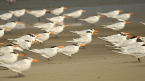 terns on peruvian beach