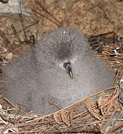 black-capped Petrel chick