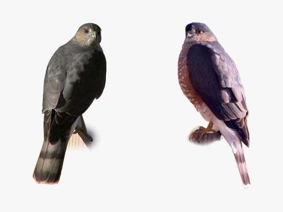 Sharp-shinned and Cooper