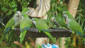 Urban Parrots Under the Magnifying Glass