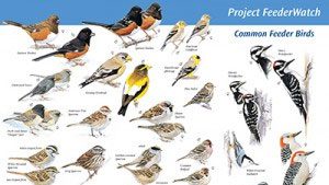 Download FeederWatch Bird ID Posters