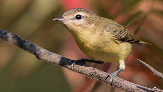 Philadelphia Vireo