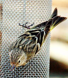 pine siskin at tube feeder